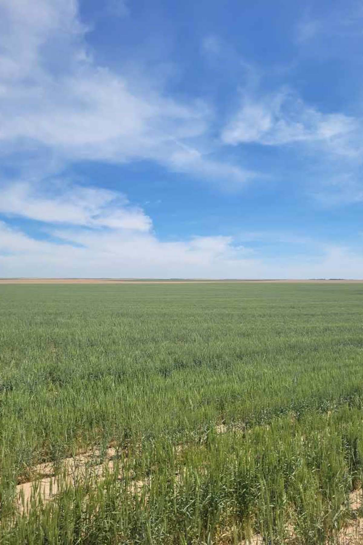 Kit Carson County Farmland property picture 18 of 31