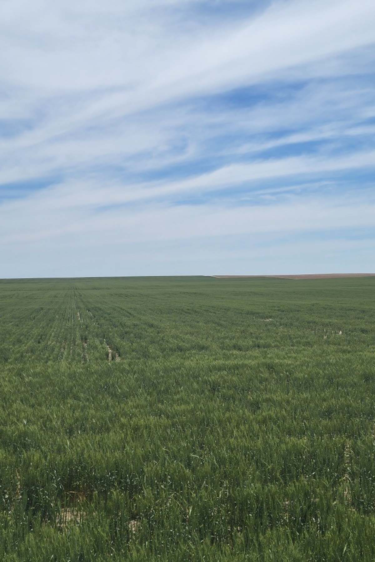 Kit Carson County Farmland property picture 24 of 31