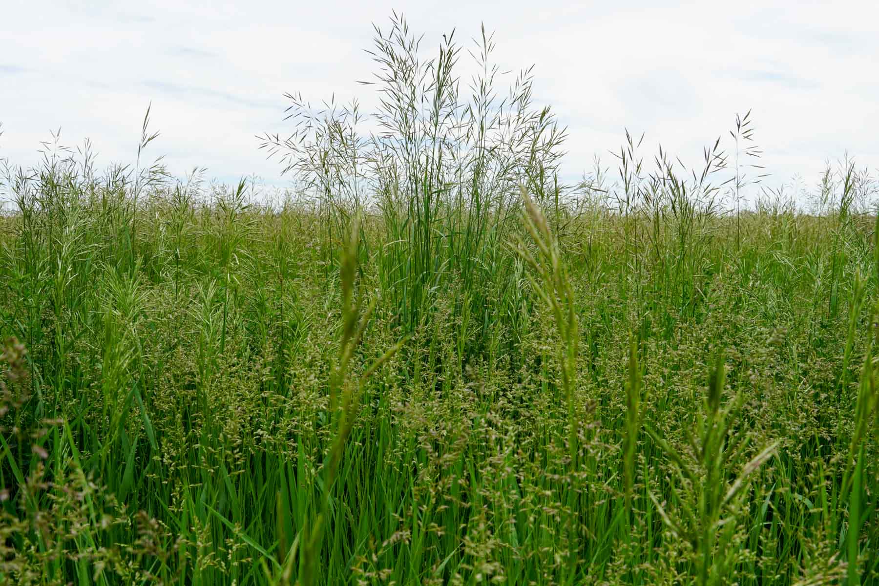 Middle Creek Farm property picture 50 of 78