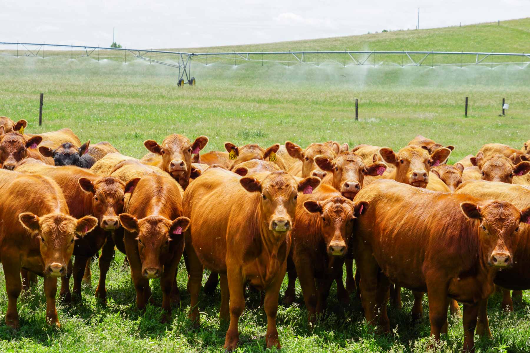 Middle Creek Farm property picture 11 of 78