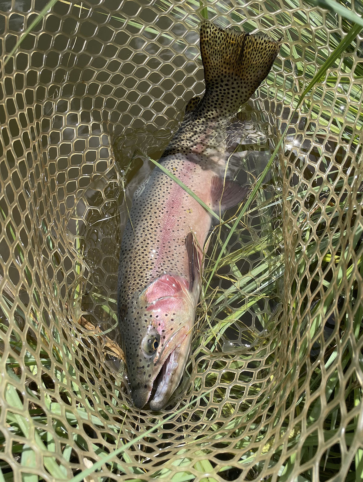 Colorado Hunting Ranches property picture 22 of 120