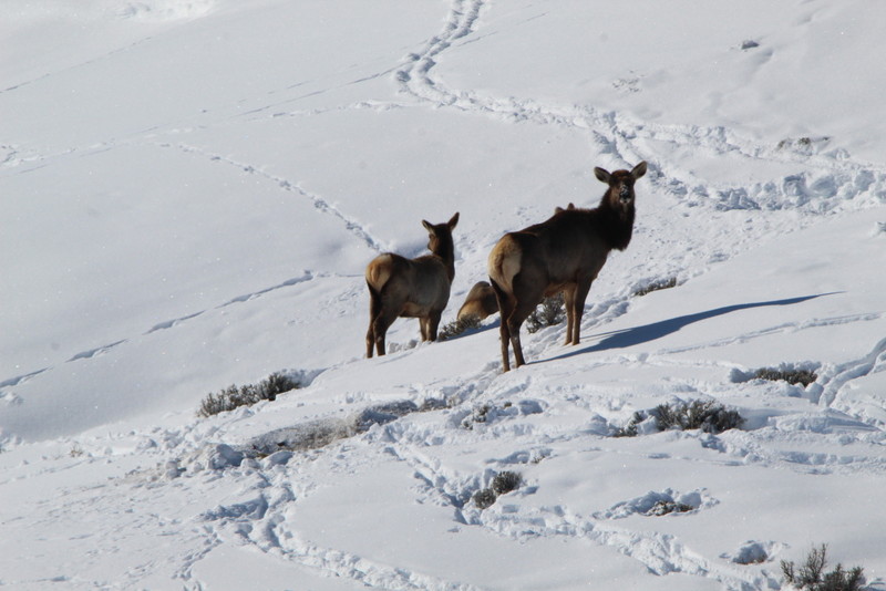 Colorado Hunting Ranches property picture 38 of 120