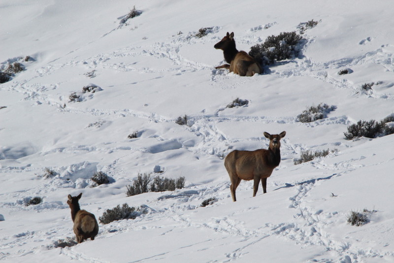 Colorado Hunting Ranches property picture 37 of 120