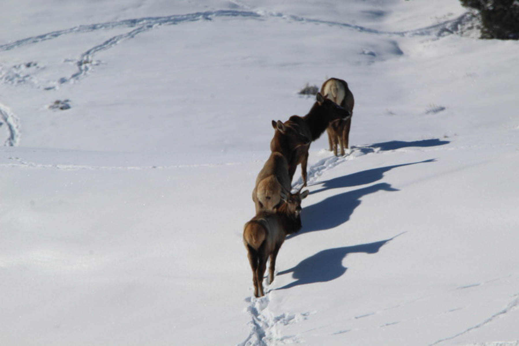 Colorado Hunting Ranches property picture 53 of 120