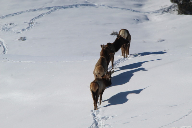Colorado Hunting Ranches property picture 34 of 120