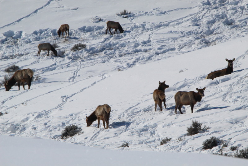 Colorado Hunting Ranches property picture 36 of 120