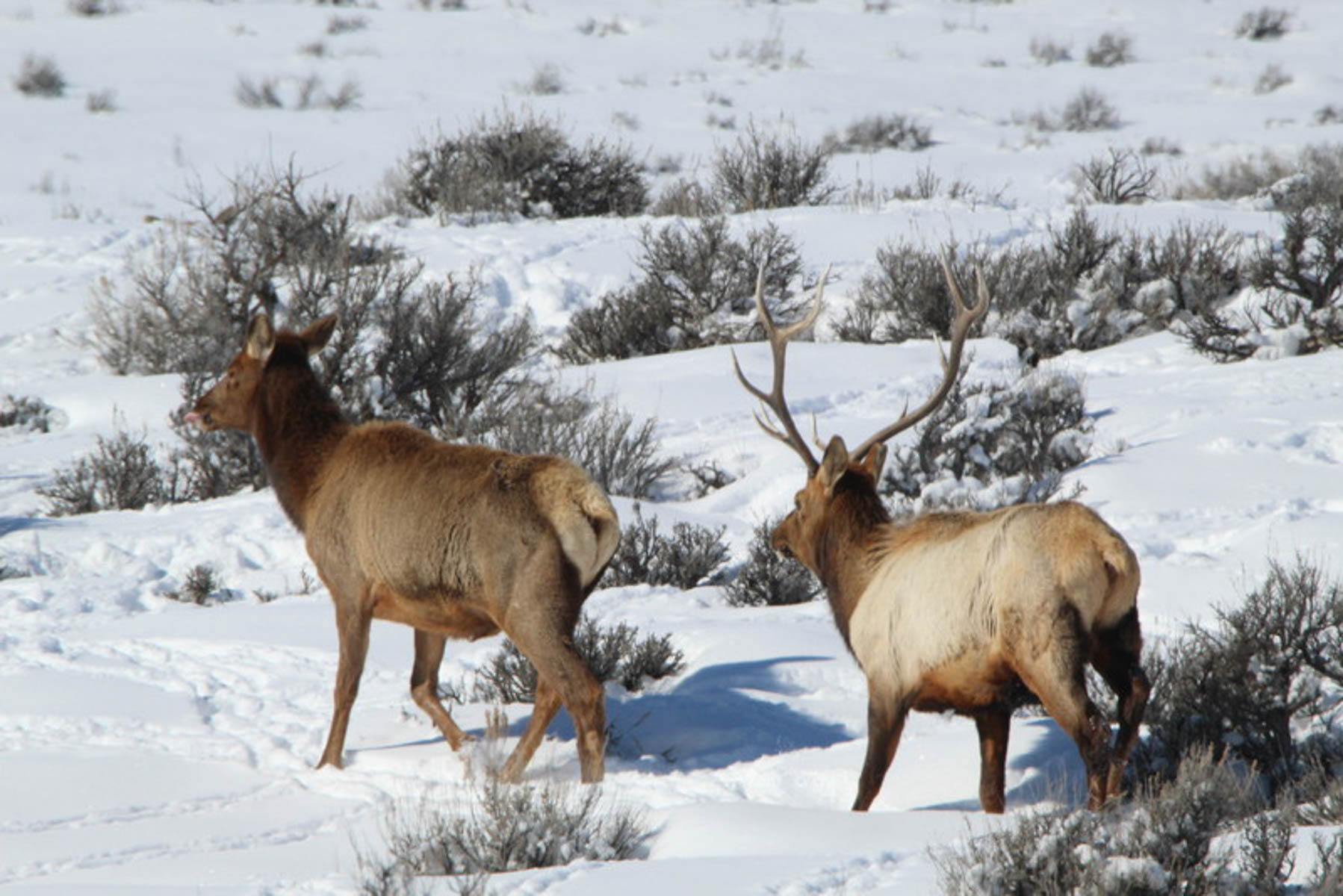 Colorado Hunting Ranches property picture 51 of 120