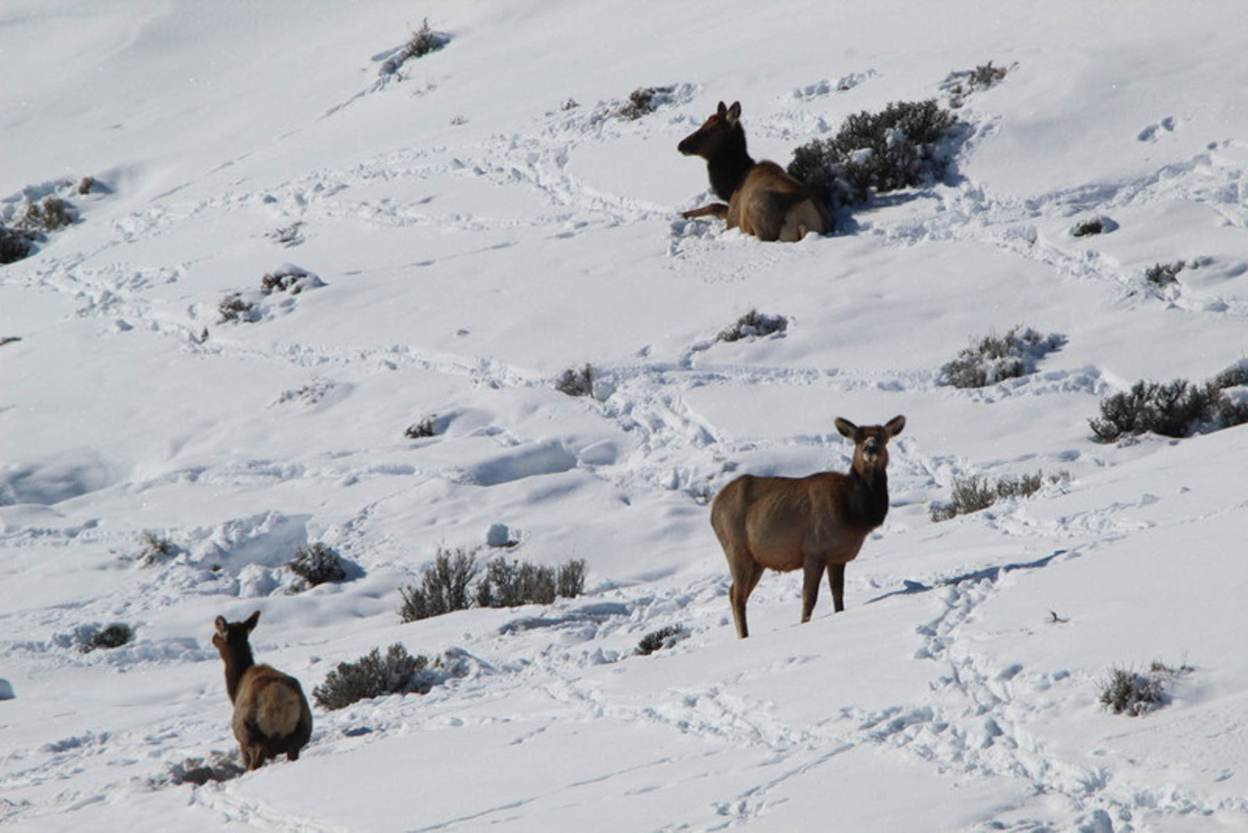 Colorado Hunting Ranches property picture 56 of 120