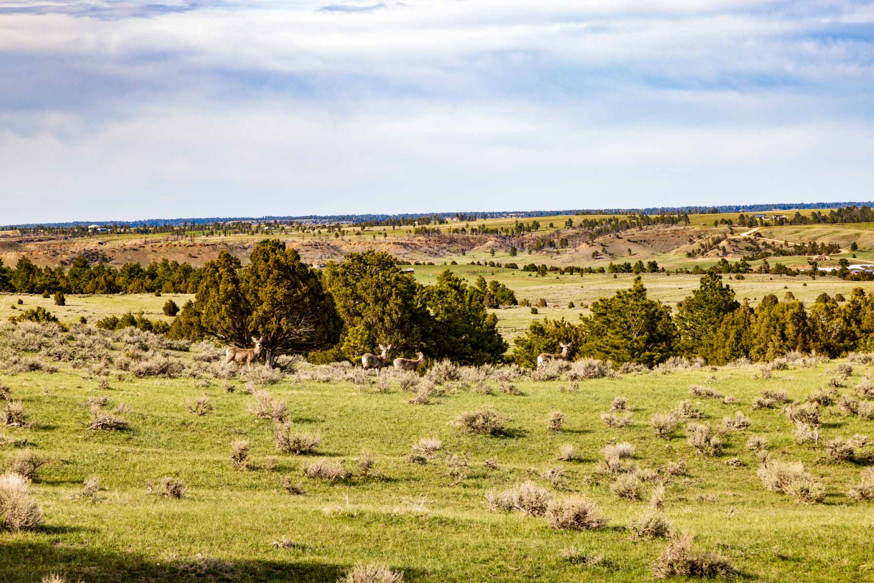 SY Ranch property picture 16 of 42