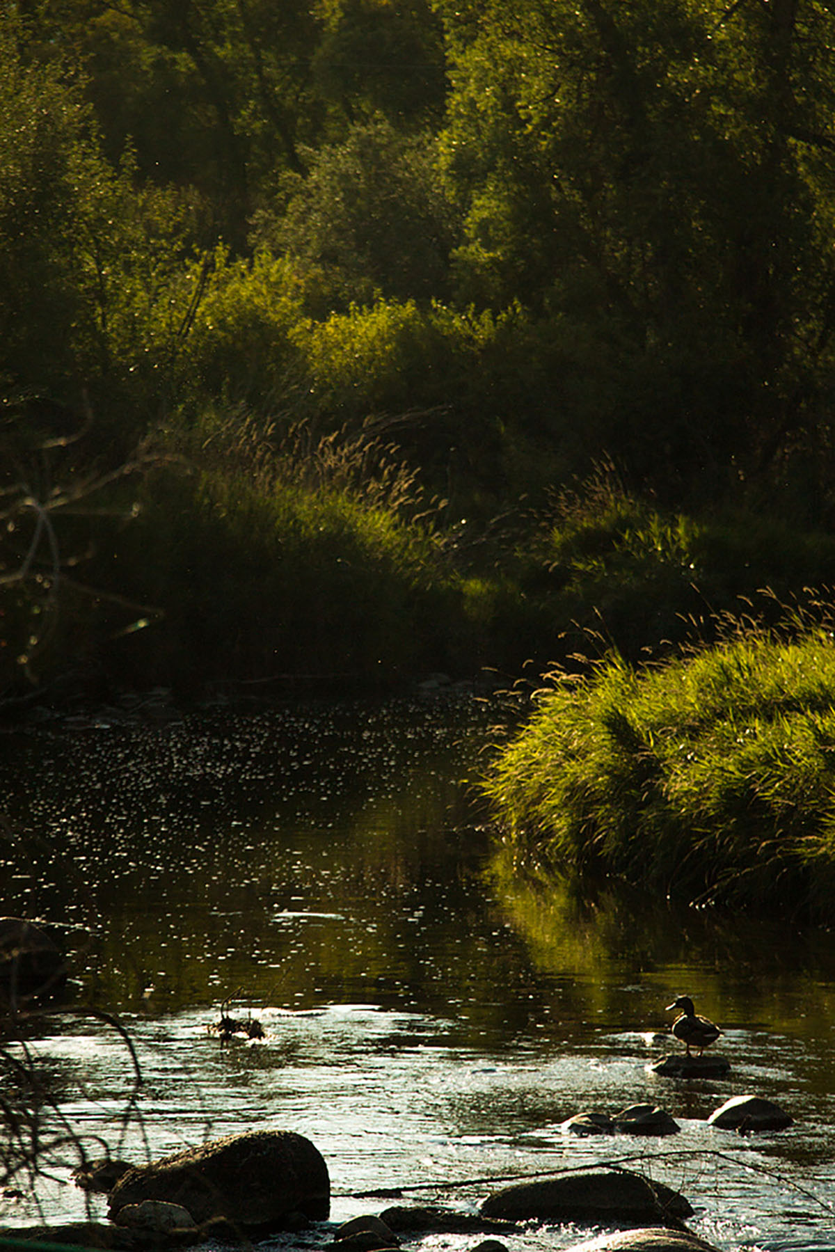 Baker Springs Ranch property picture 74 of 74