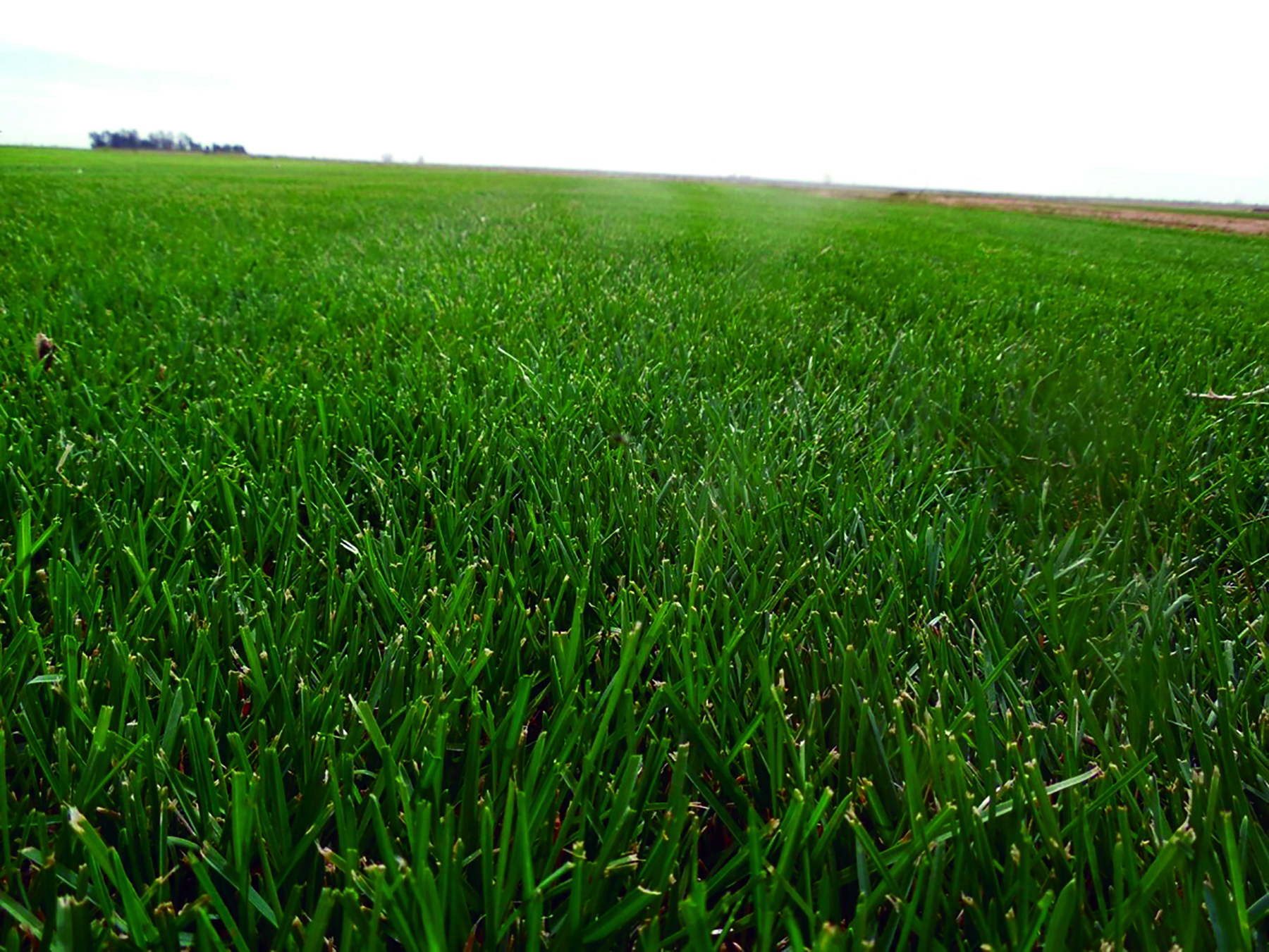 Wolf Creek Sod Farm property picture 4 of 5