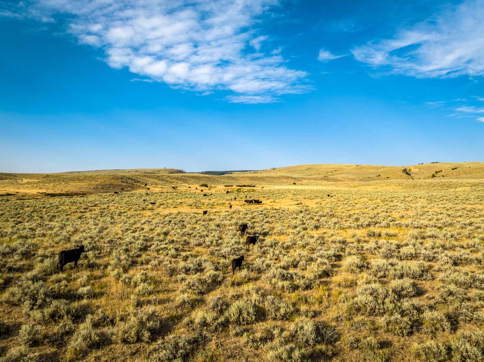 Cherry Springs Ranch For Sale Montana Hall and Hall