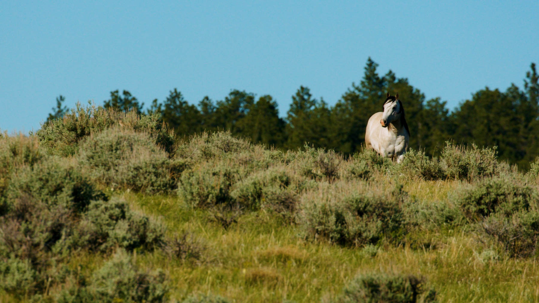 Cherry Springs Ranch property picture 6 of 59