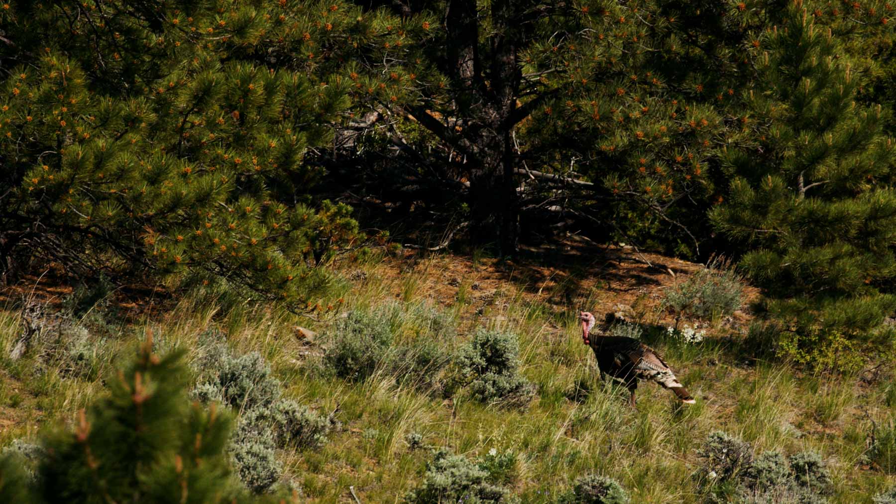Cherry Springs Ranch property picture 54 of 59