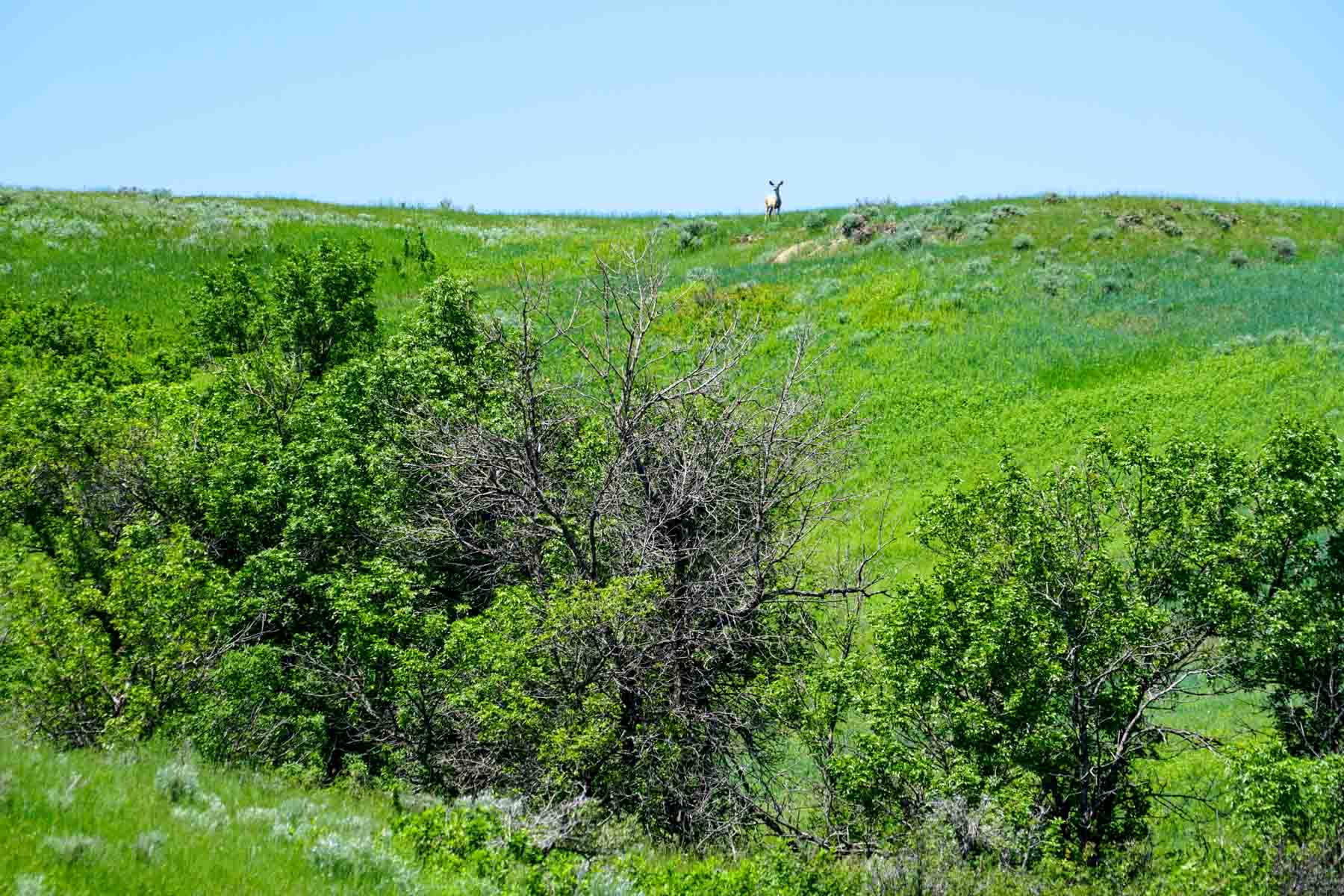 ZX Ranch property picture 82 of 82