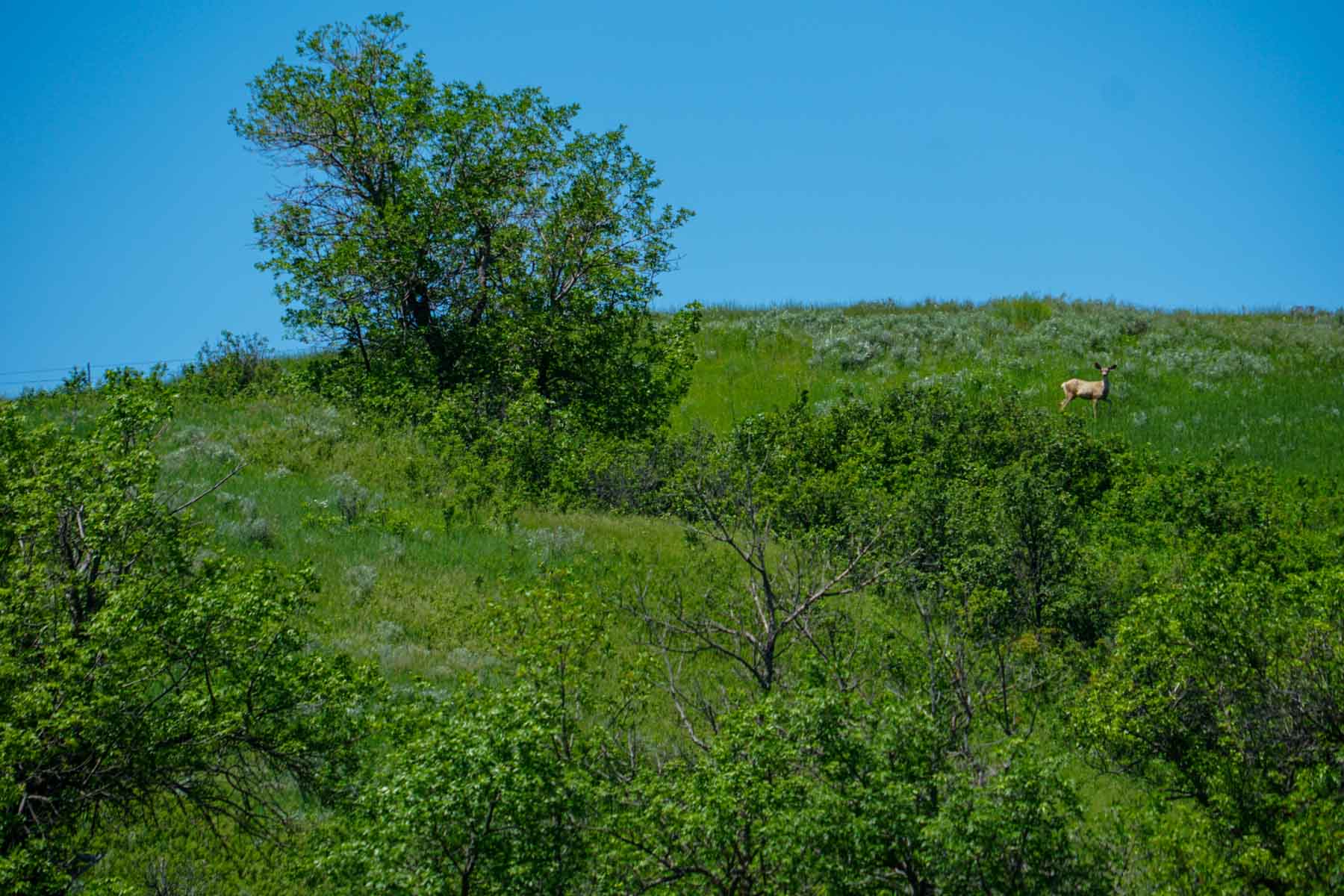 ZX Ranch property picture 81 of 82