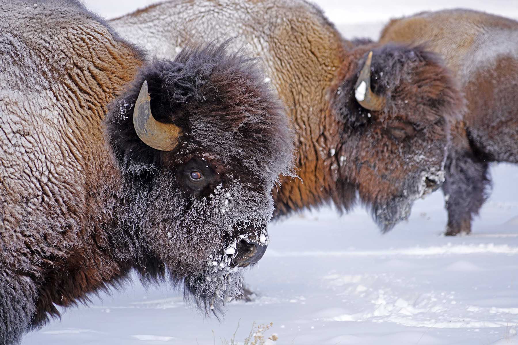 Diamond Tail Ranch property picture 113 of 119