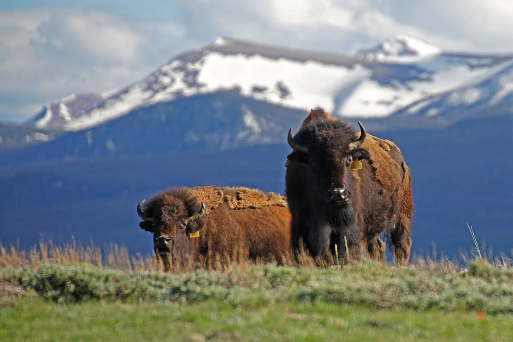 Diamond Tail Ranch property picture 49 of 119