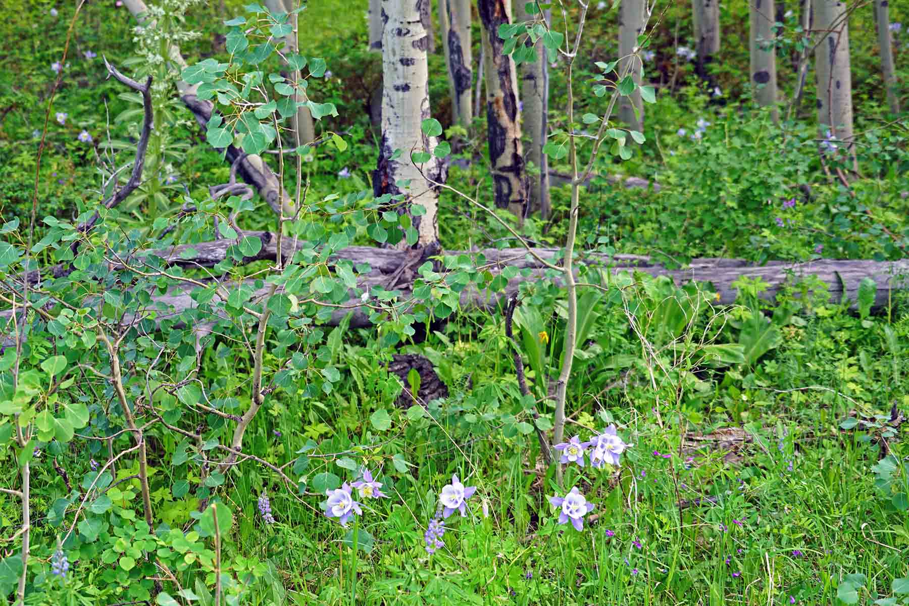 Diamond Tail Ranch property picture 102 of 119