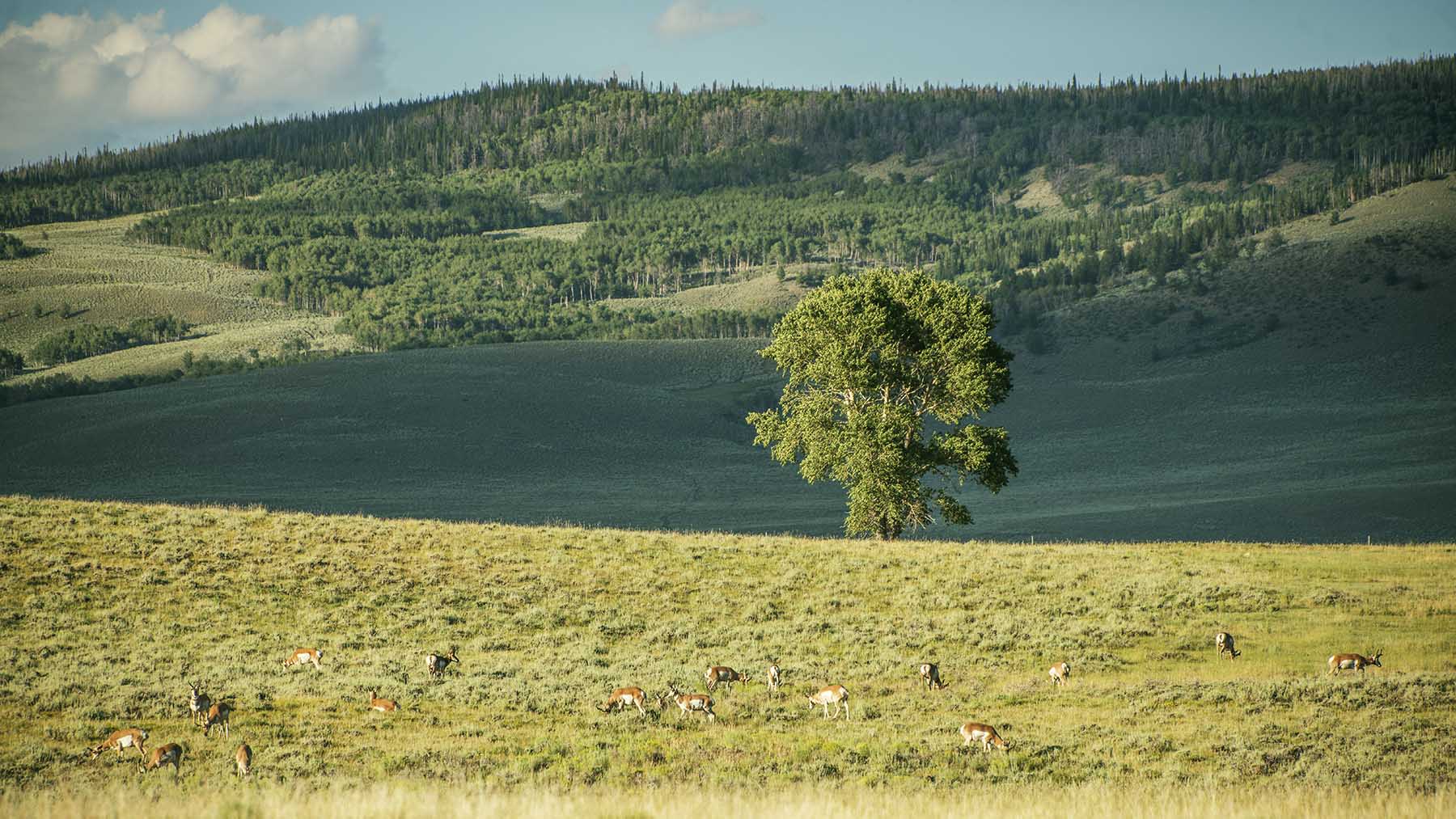 Diamond Tail Ranch property picture 114 of 119
