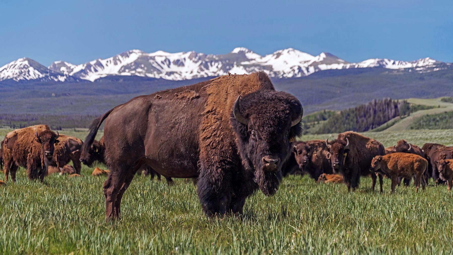 Diamond Tail Ranch property picture 5 of 119