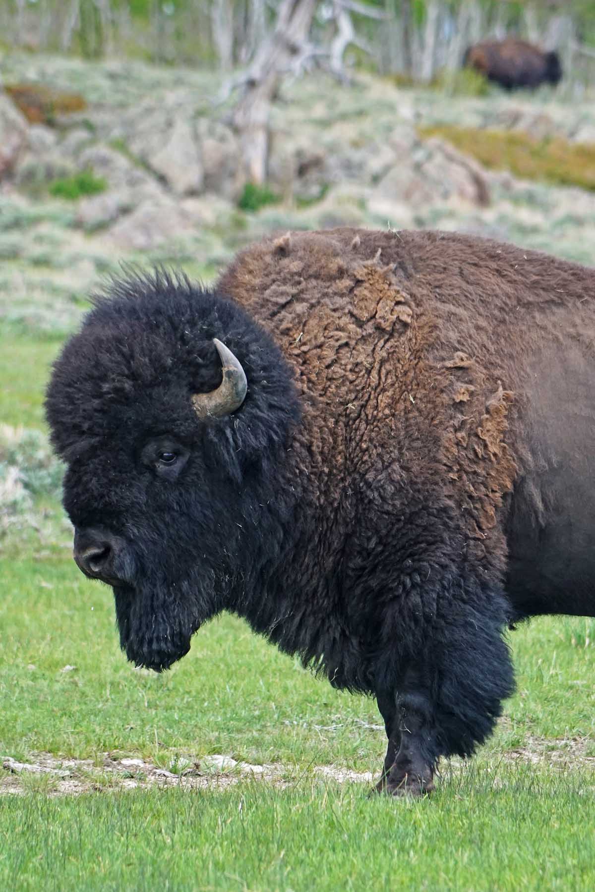 Diamond Tail Ranch property picture 84 of 119