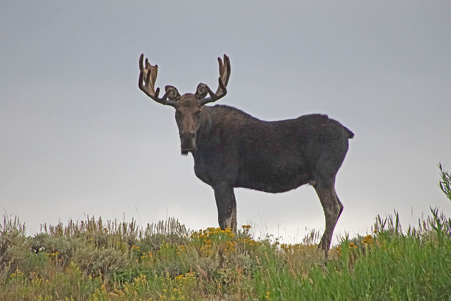 Diamond Tail Ranch property picture 8 of 119