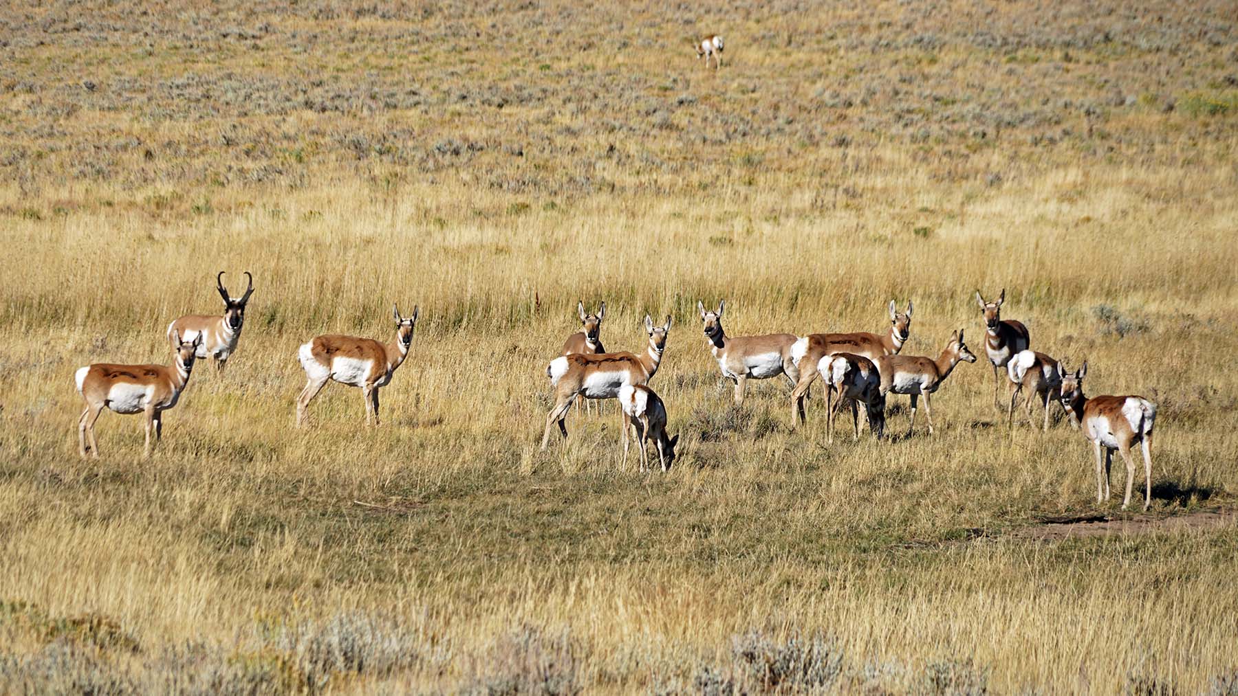 Diamond Tail Ranch property picture 77 of 119
