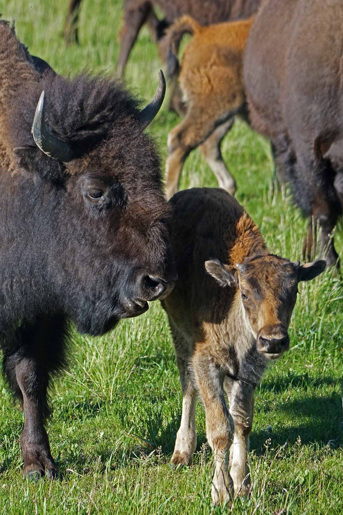 Diamond Tail Ranch property picture 116 of 119