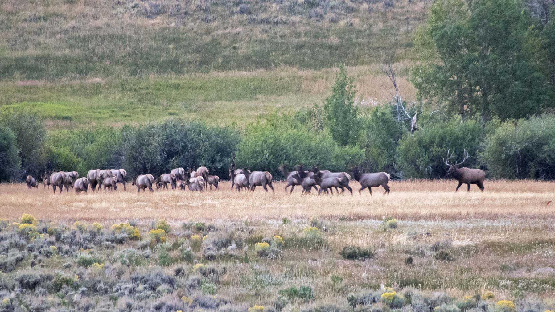 Diamond Tail Ranch property picture 14 of 119