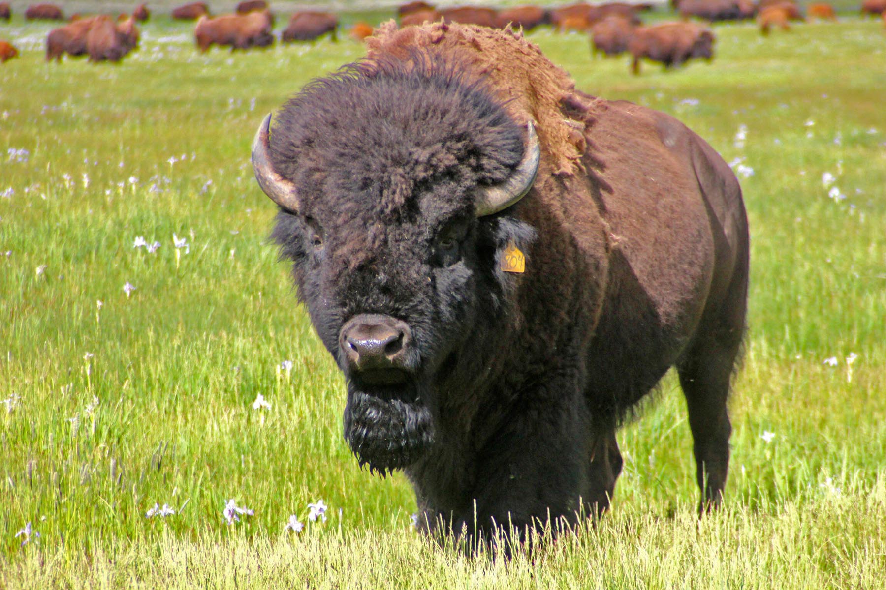 Diamond Tail Ranch property picture 95 of 119