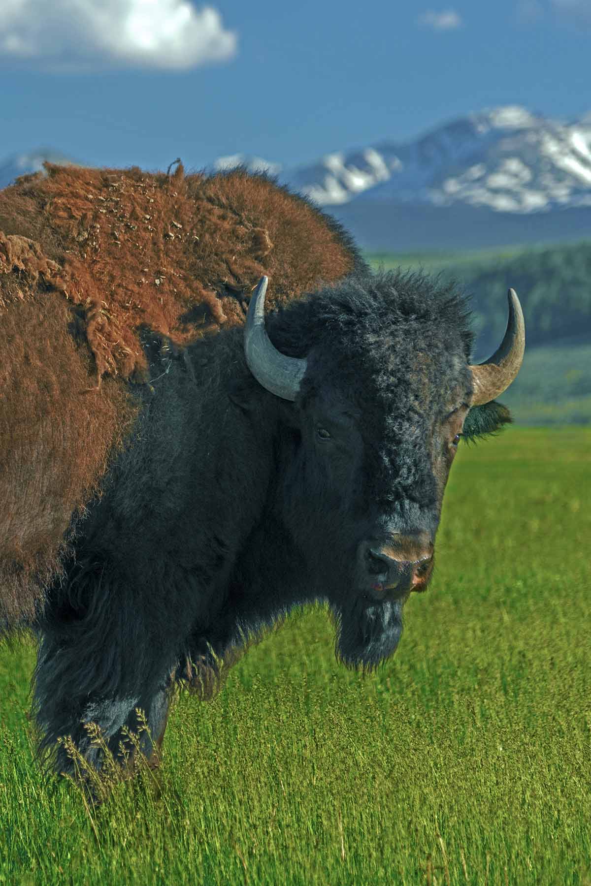 Diamond Tail Ranch property picture 73 of 119