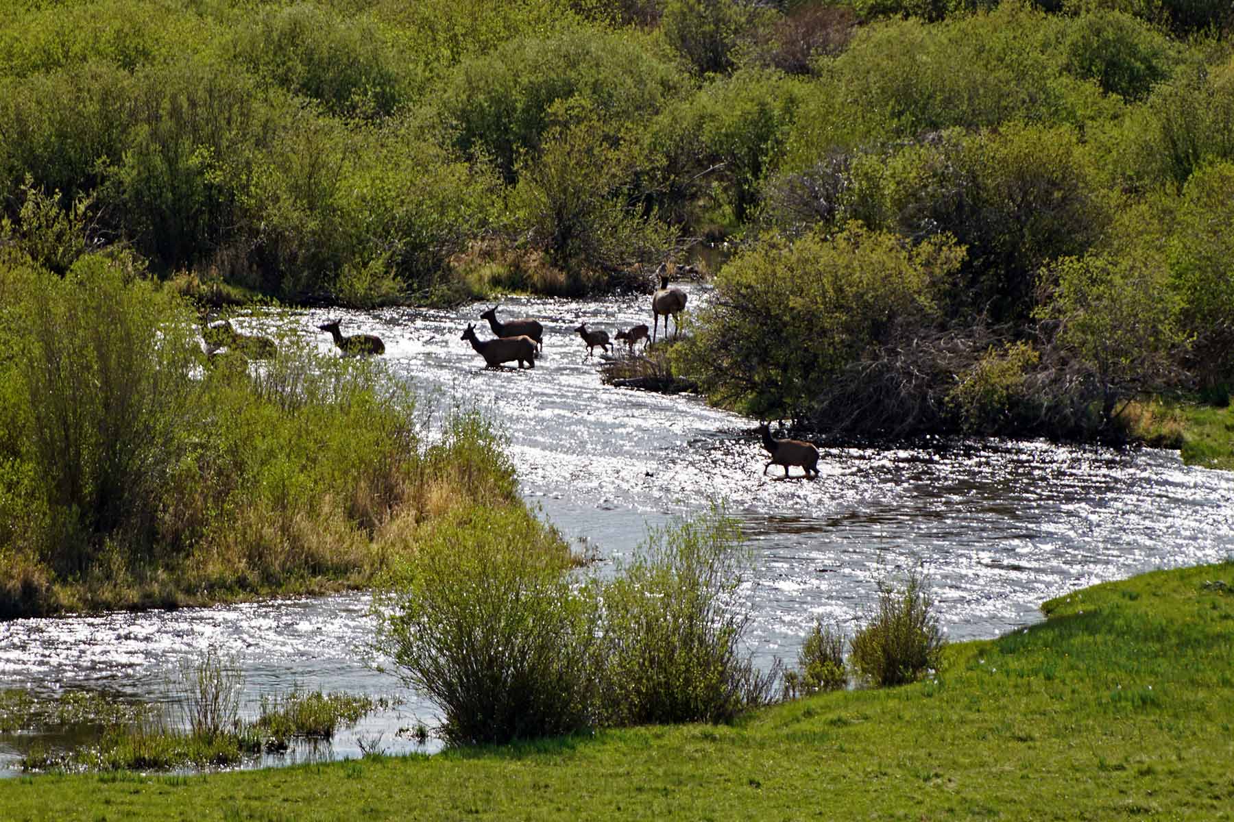 Diamond Tail Ranch property picture 47 of 119