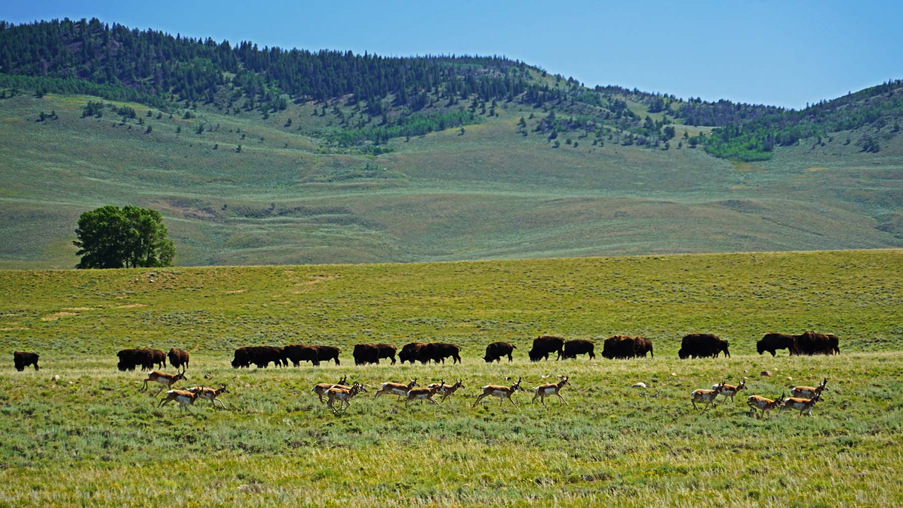 Diamond Tail Ranch property picture 106 of 119