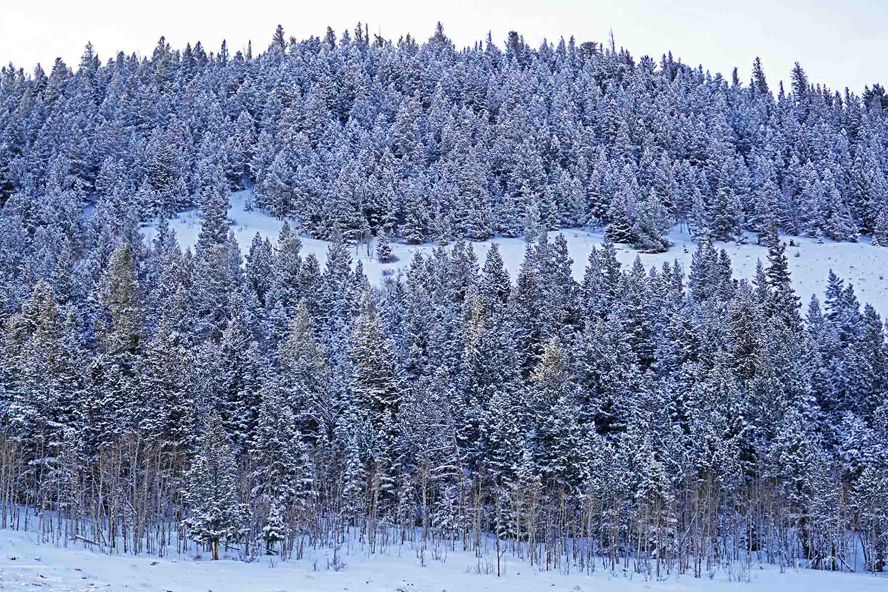 Diamond Tail Ranch property picture 112 of 119