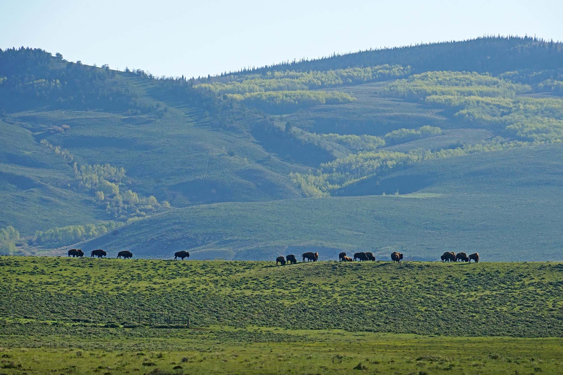 Diamond Tail Ranch property picture 78 of 119