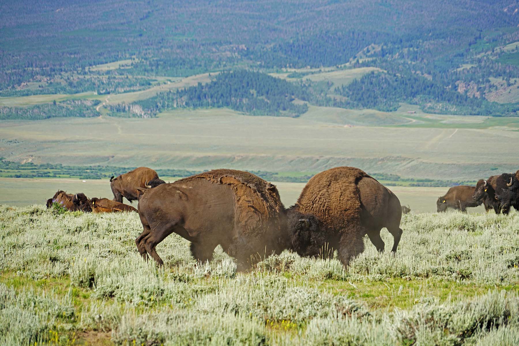 Diamond Tail Ranch property picture 105 of 119
