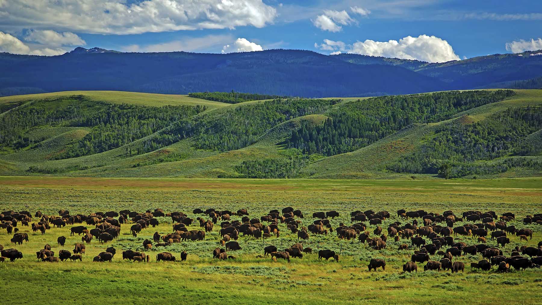 Diamond Tail Ranch property picture 30 of 119