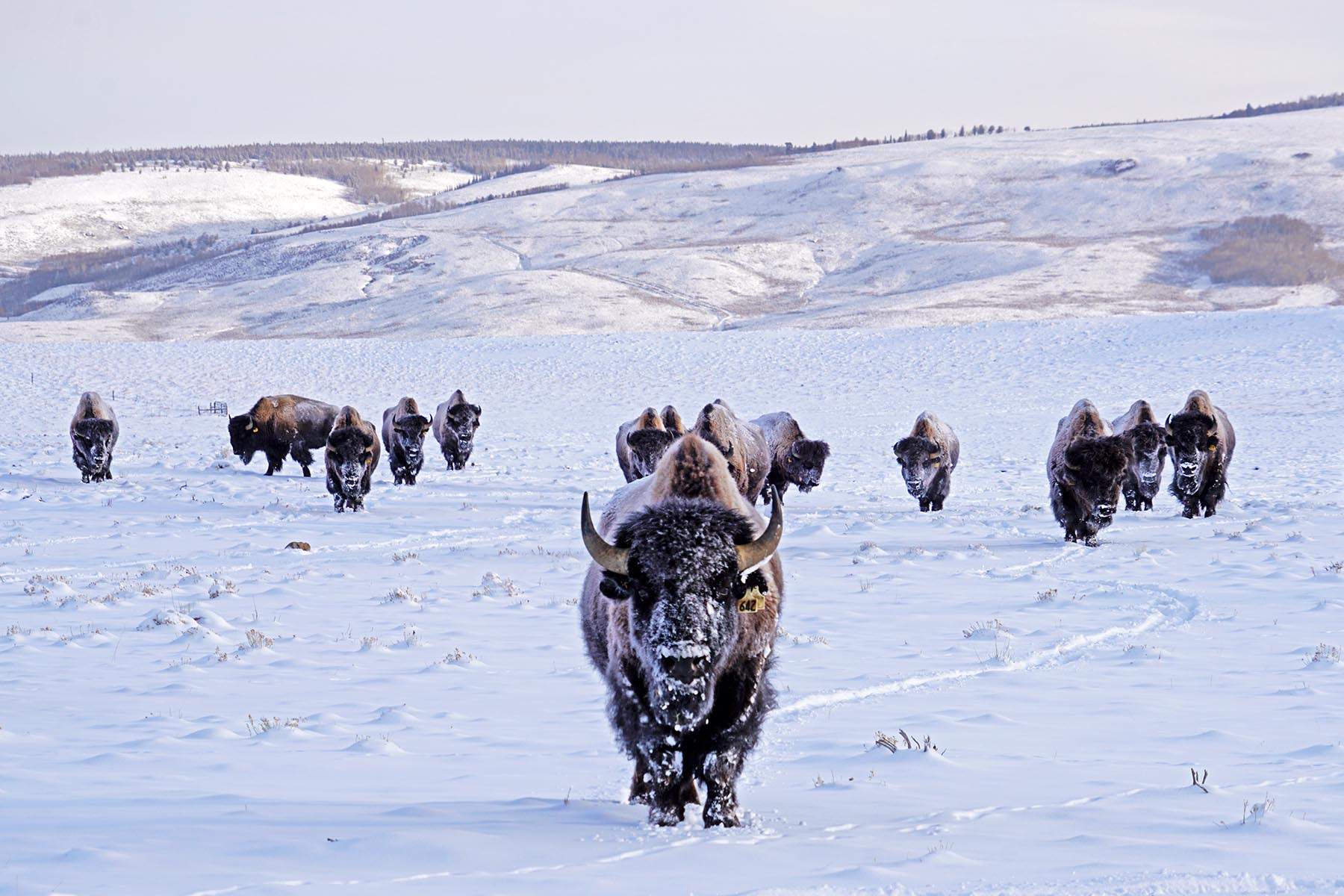 Diamond Tail Ranch property picture 86 of 119