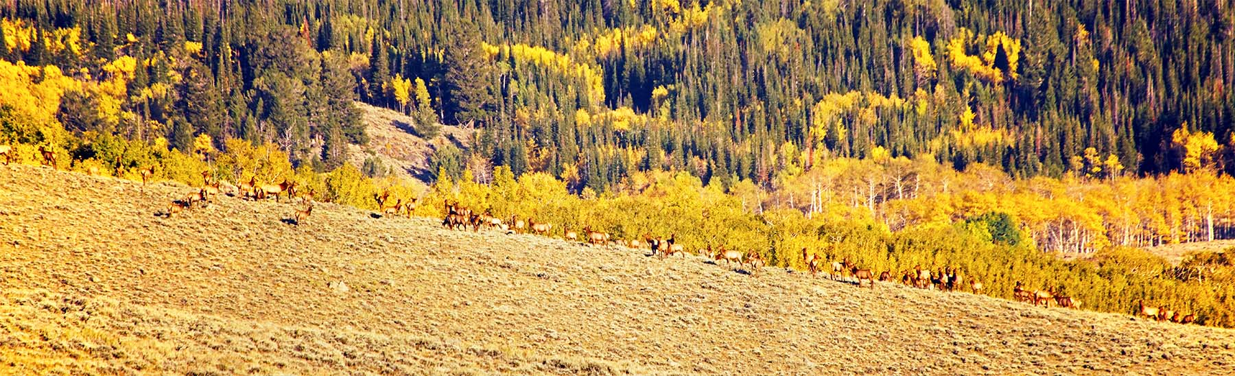 Diamond Tail Ranch property picture 7 of 119