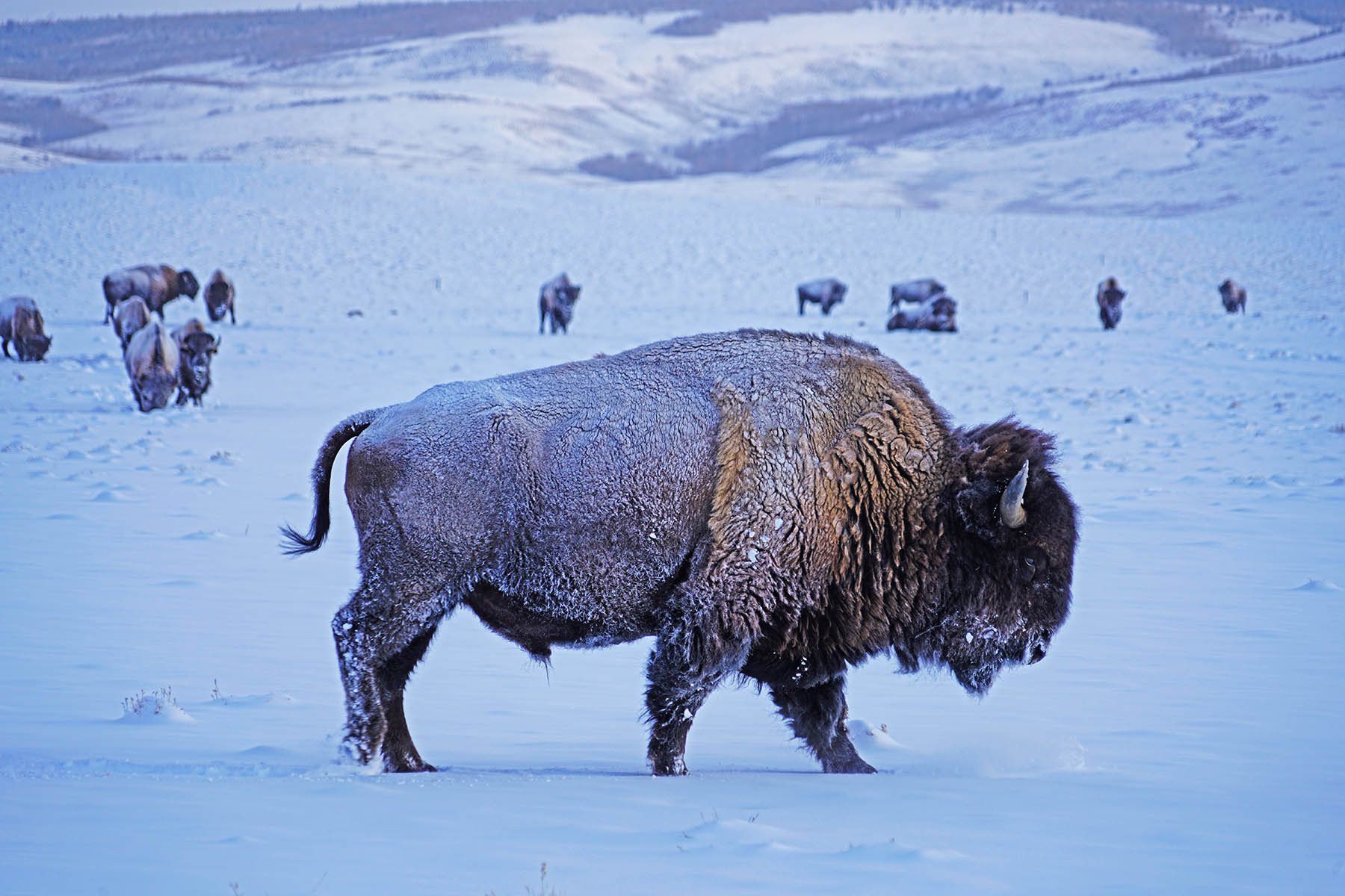 Diamond Tail Ranch property picture 103 of 119