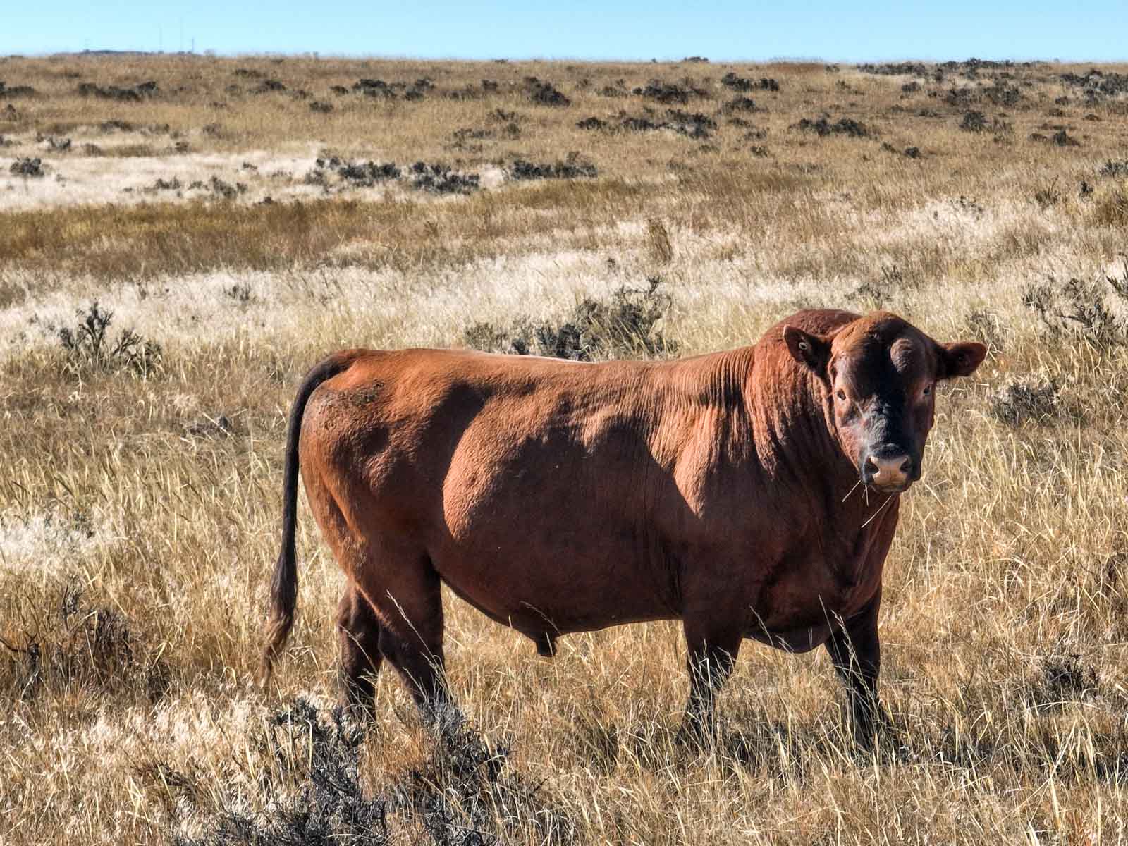 Spaeth Ranch property picture 47 of 72