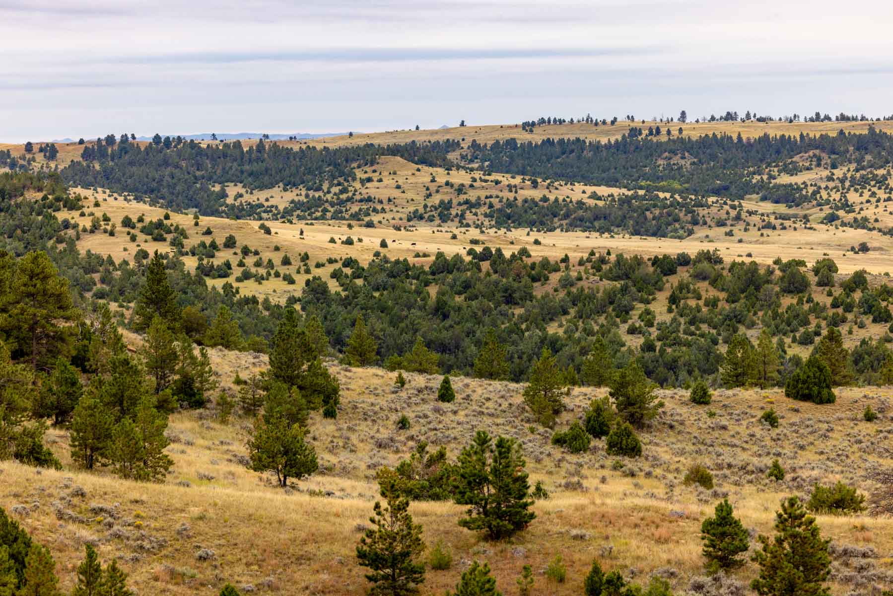 Cedar Creek Ranch property picture 25 of 76