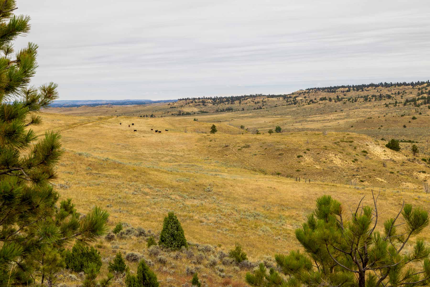 Cedar Creek Ranch property picture 19 of 76