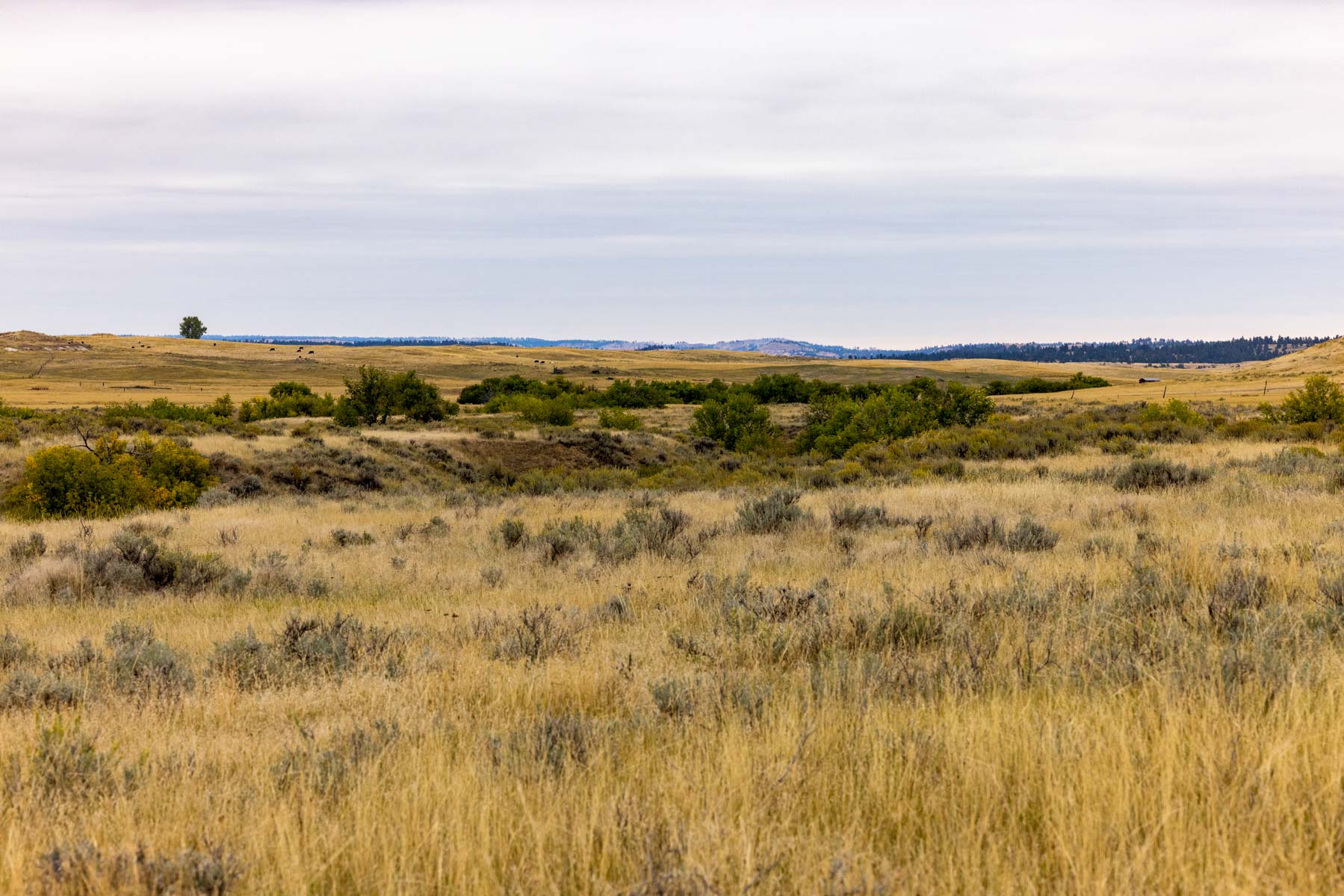 Cedar Creek Ranch property picture 34 of 76