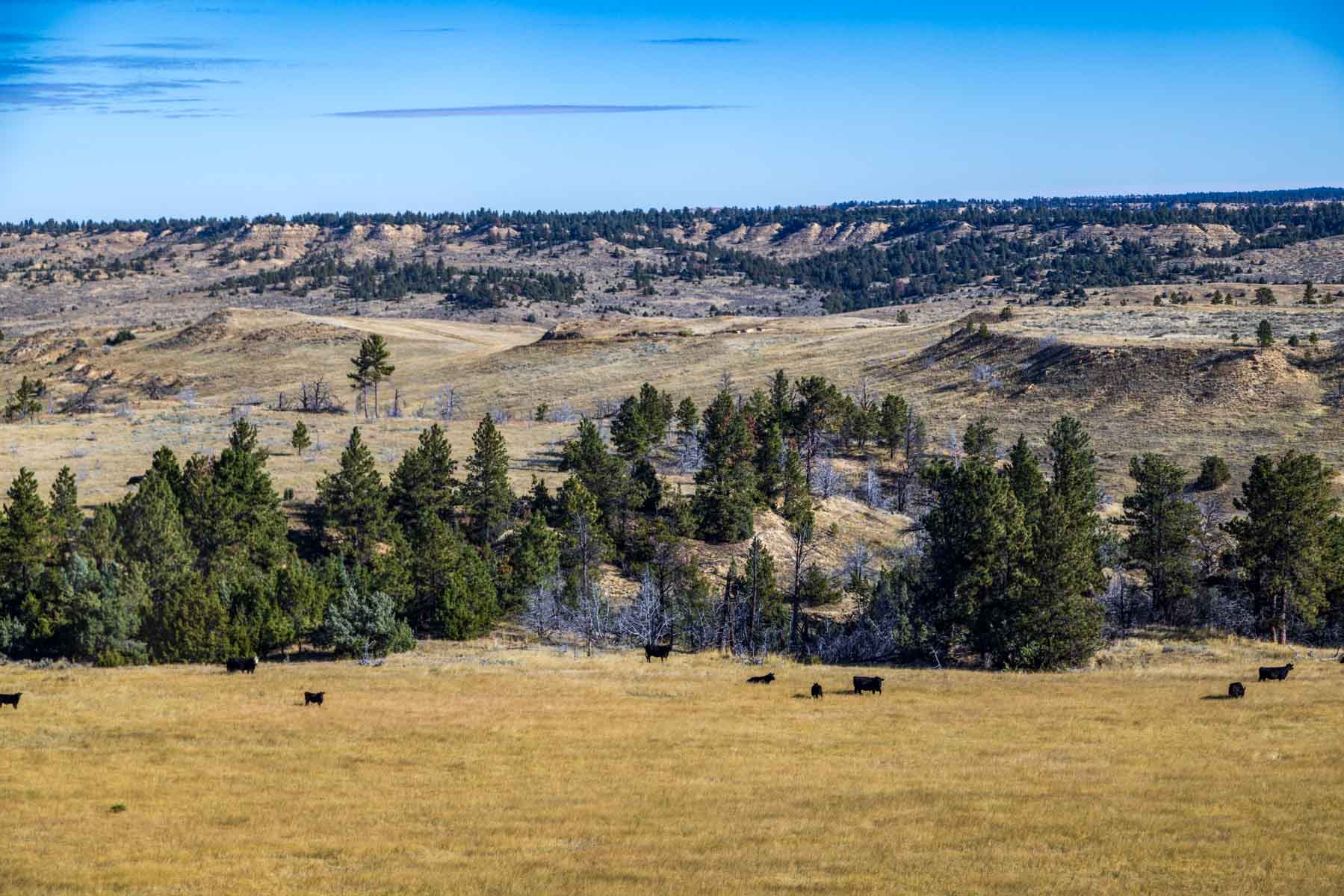 Cedar Creek Ranch property picture 47 of 76