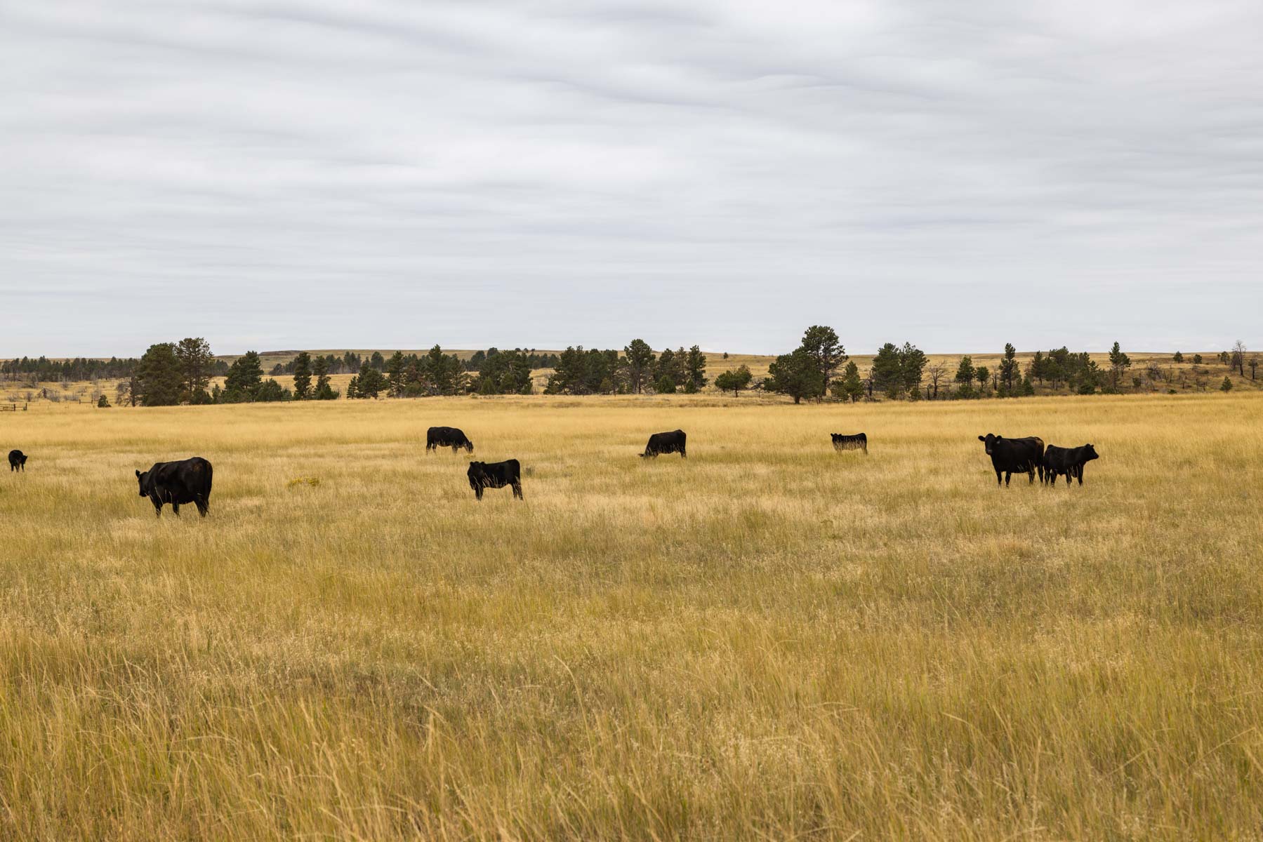 Cedar Creek Ranch property picture 16 of 76