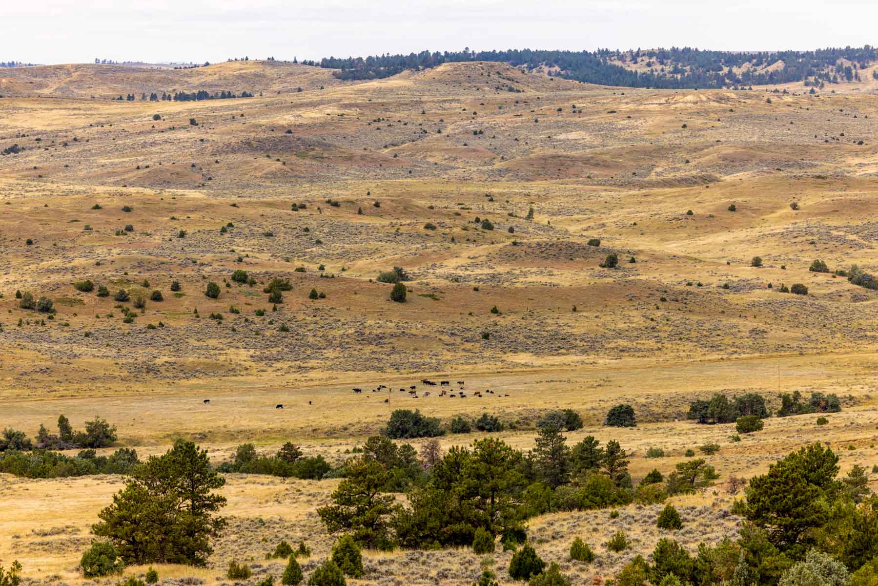 Cedar Creek Ranch property picture 27 of 76