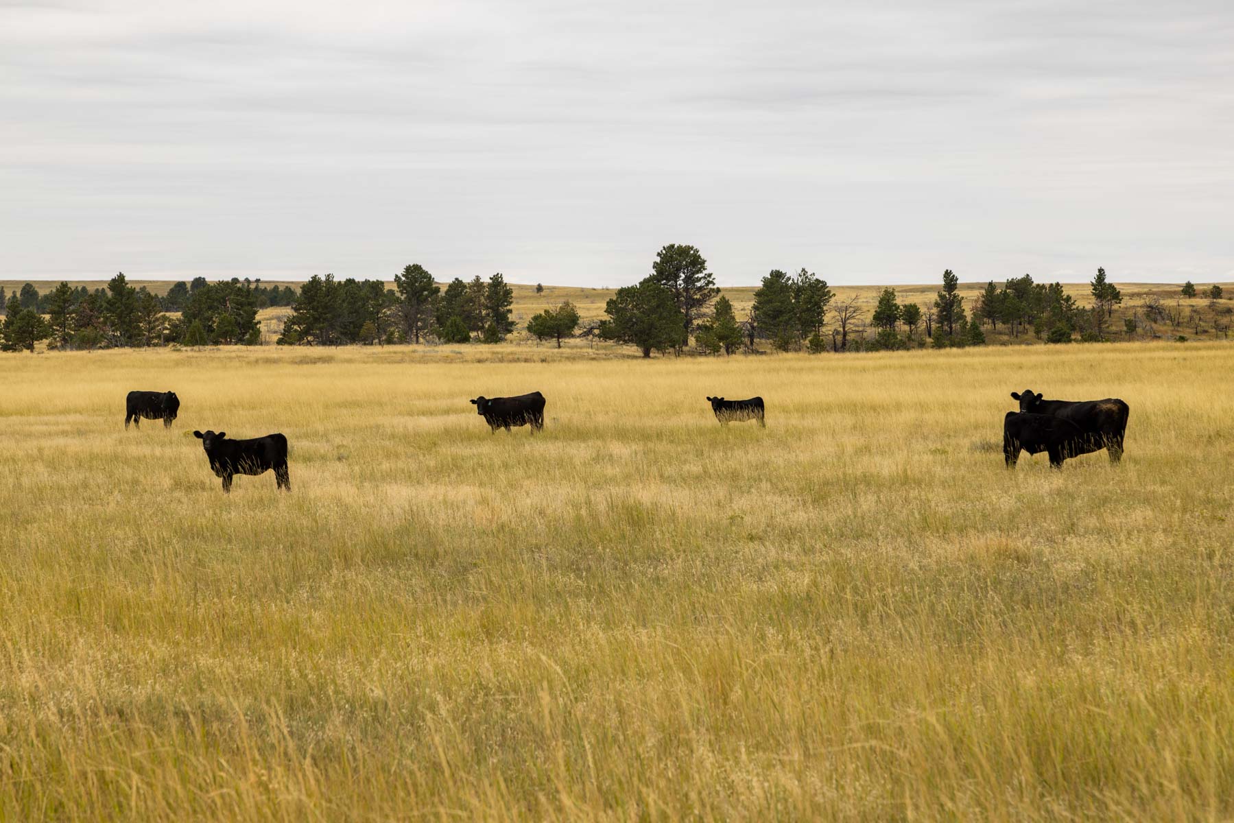 Cedar Creek Ranch property picture 17 of 76