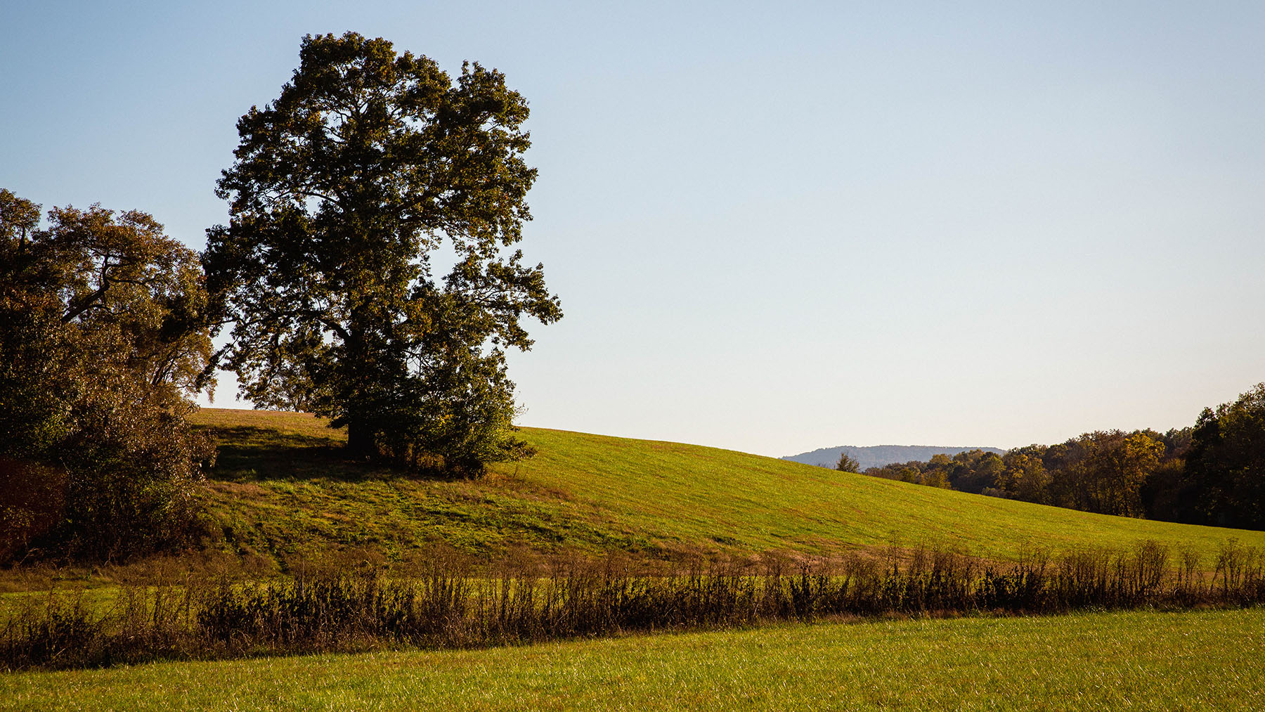 Keith Springs Mountain property picture 54 of 59